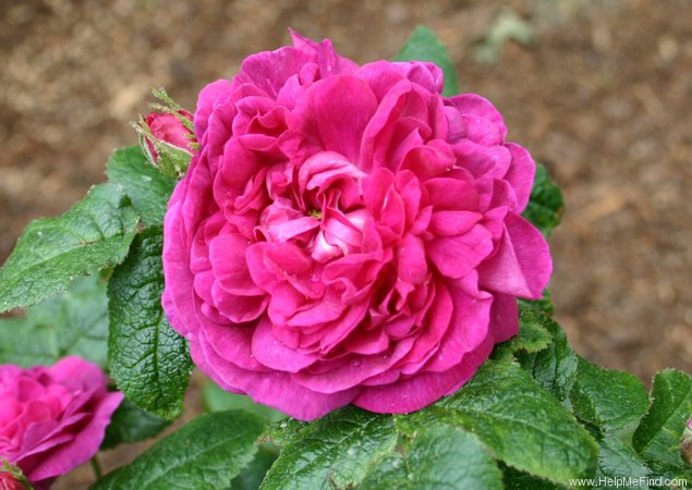 'Indigo (portland, Laffay, 1843)' rose photo