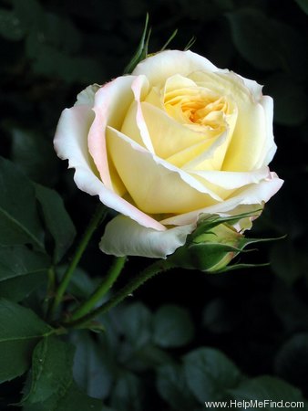 'Violon d'Ingres' rose photo