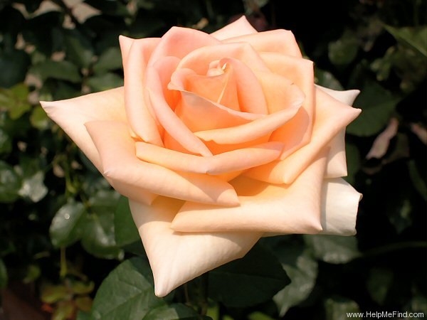 'Osiana ™' rose photo