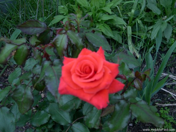 'Acadia Sunrise' rose photo