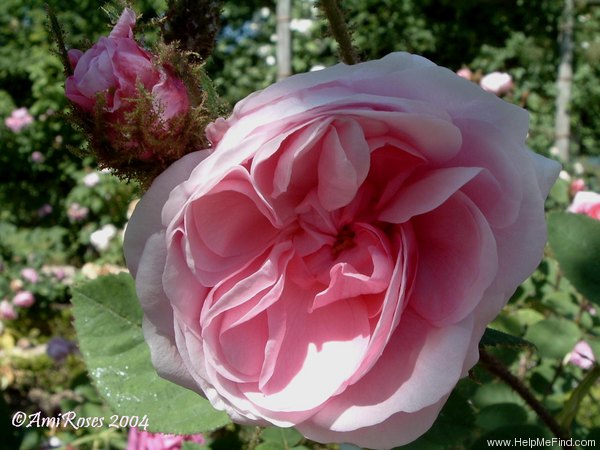 'Joséphine de Beauharnais (hybrid perpetual, Guillot 1865)' rose photo