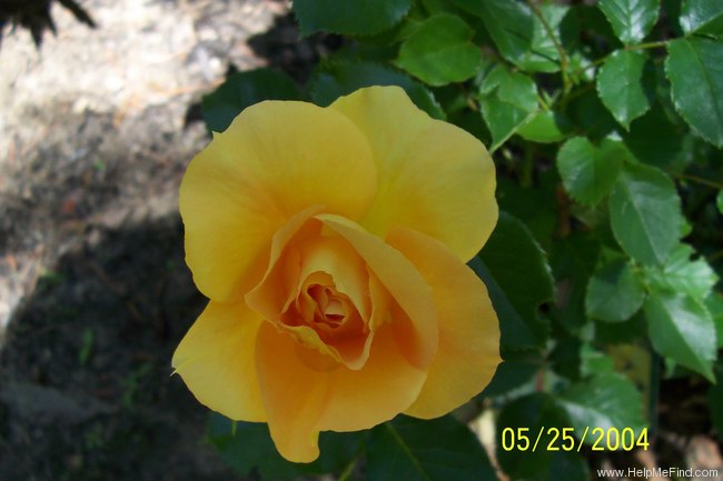 'Eureka ™ (floribunda, Kordes 2002)' rose photo