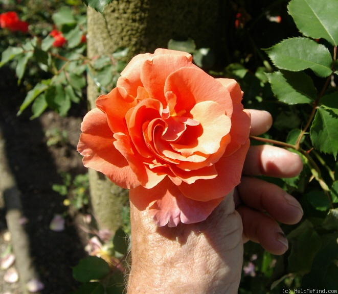 'Schloss Bad Homburg ®' rose photo