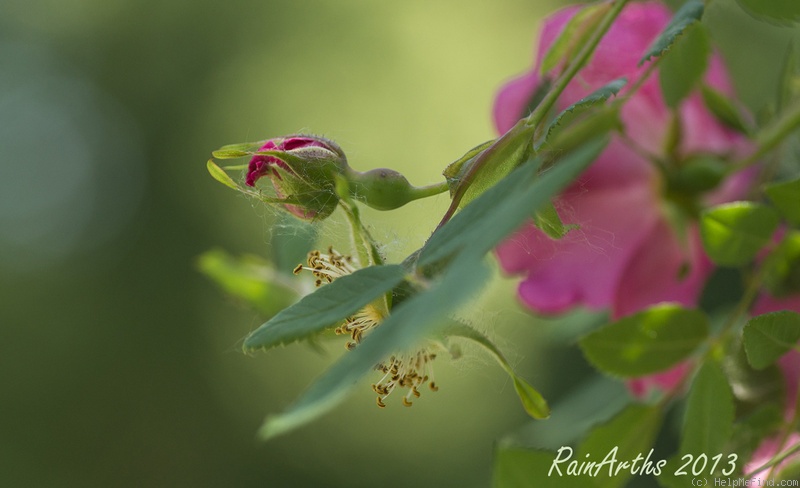 'Arthur Hillier' rose photo