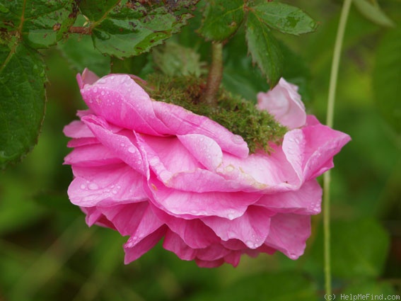 'Châpeau de Napoléon' rose photo