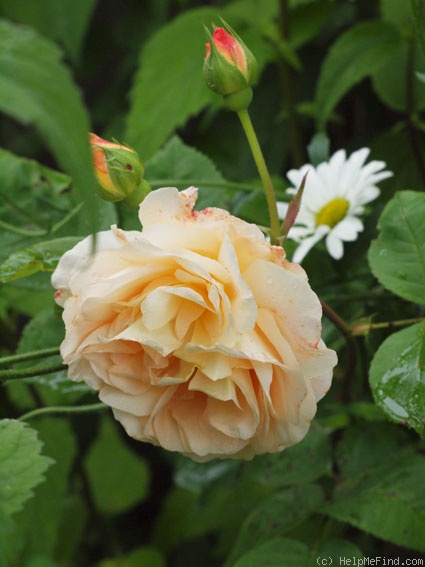 'Leander' rose photo