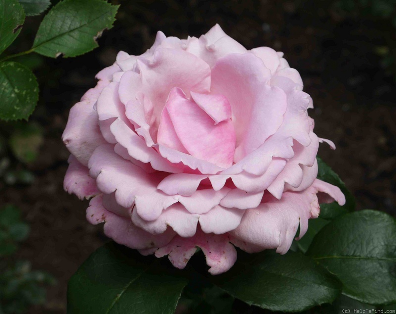 'Memorial Day ™' rose, click to enlarge 'Memorial Day ™' rose photo