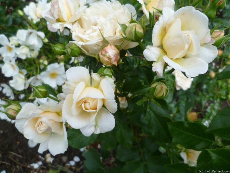 'White Marie Curie' rose photo