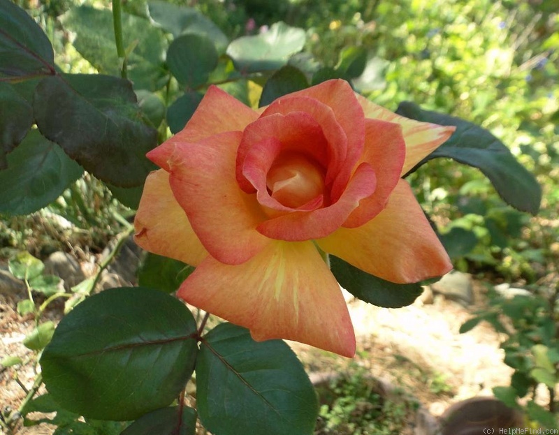 'Pocahontas (Hybrid Tea, Wlliams 2000)' rose photo