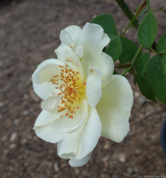 'Ivory Triumph' rose photo