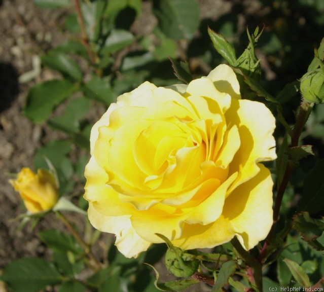 'Zonta Rose' rose photo