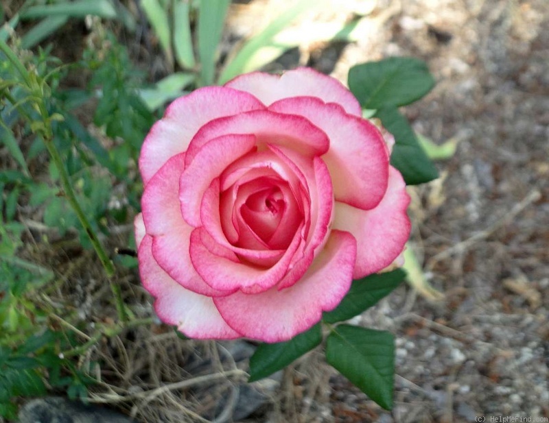 'Attracta' rose photo