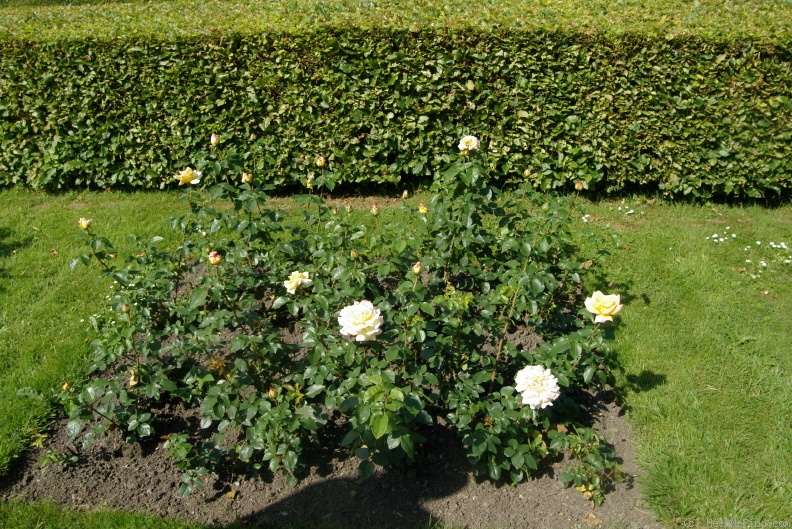 'Dorothy Goodwin' rose photo