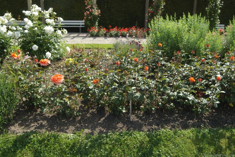 'Tea Time (hybrid tea, Evers/Tantau, 1994)' rose photo