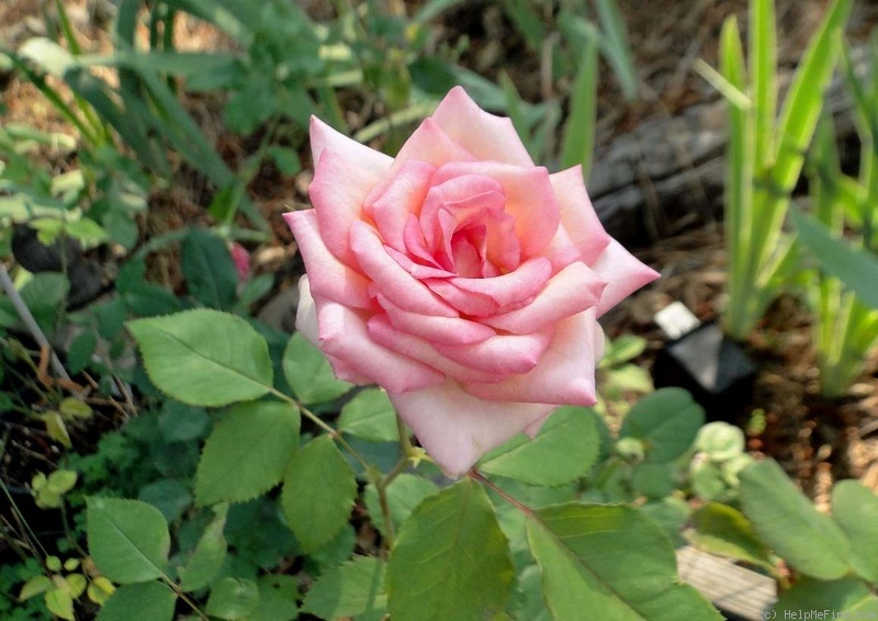 'Tiffany Lynn' rose photo