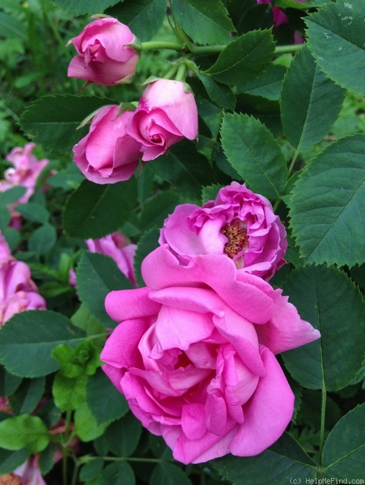 'Milevsko' rose, click to enlarge 'Milevsko' rose photo