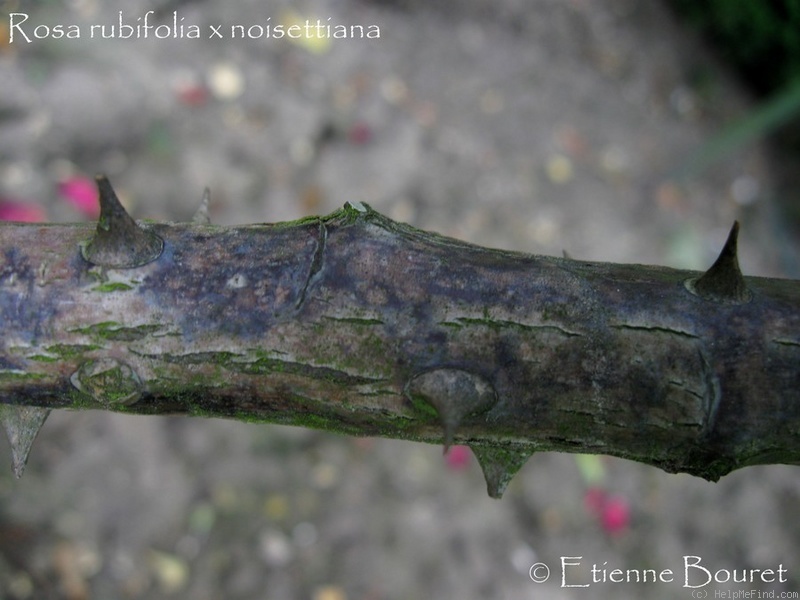 '<I>Rosa rubifolia</i> X <i>Rosa noisettiana</i>' rose photo