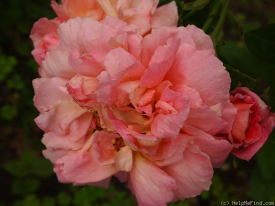 'Oratam' rose photo