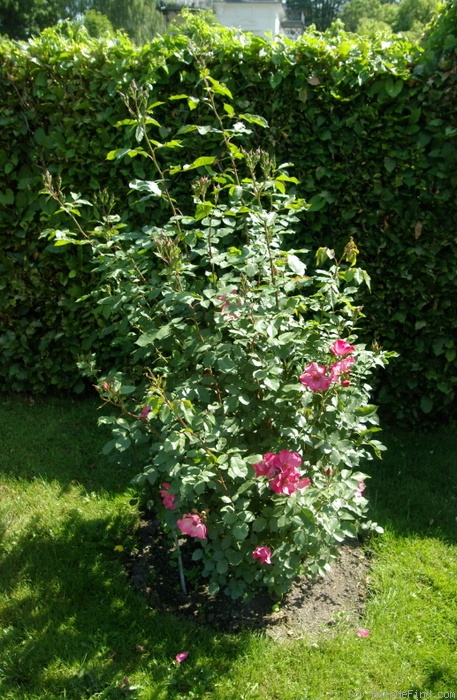 'Hanseat' rose photo