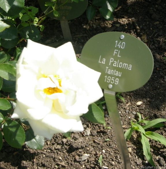 'Paloma (hybrid tea, Swim&Weeks, 1968)' rose photo
