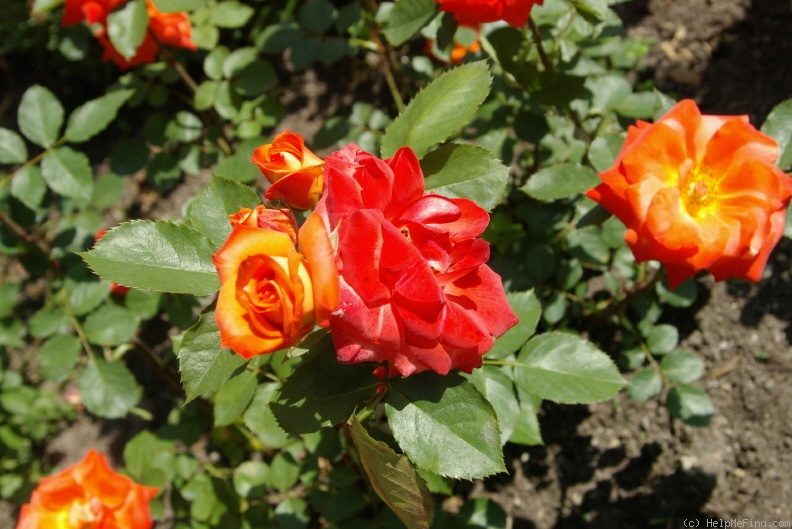'Prince Igor' rose photo