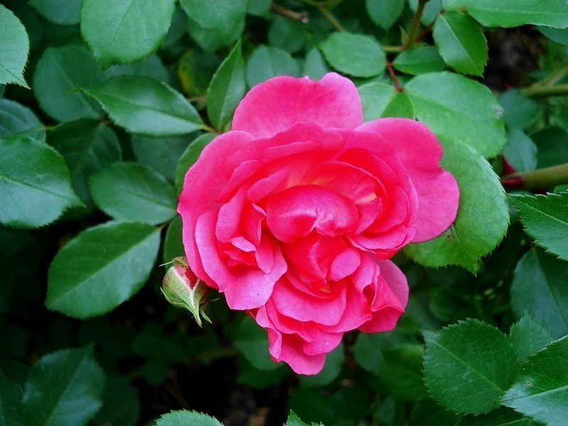 'Pink Emely ®' rose photo
