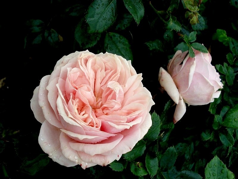 'Garden of Roses ®' rose photo