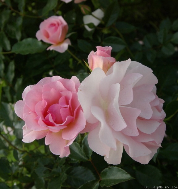 'Rosario ®' rose photo