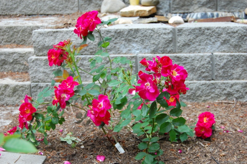 'Lynnie (Shrub, Rupert, 2001)' rose photo