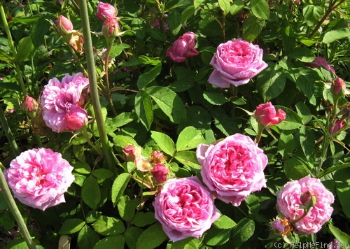 'Comte de Chambord - in commerce (possibly 'Mme Boll')' rose photo