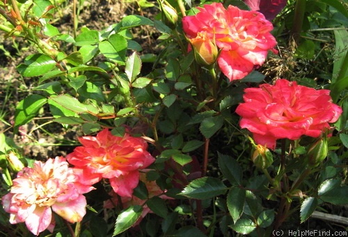 'Mandarin ® (miniature, Kordes 1987)' rose photo