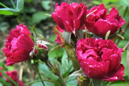 'Signe Relander' rose photo