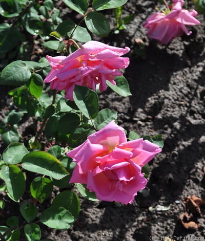 'Georg Geuder' rose photo