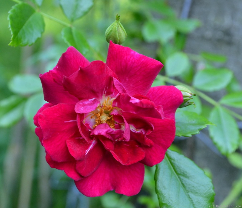 'Crimson Shower' rose photo