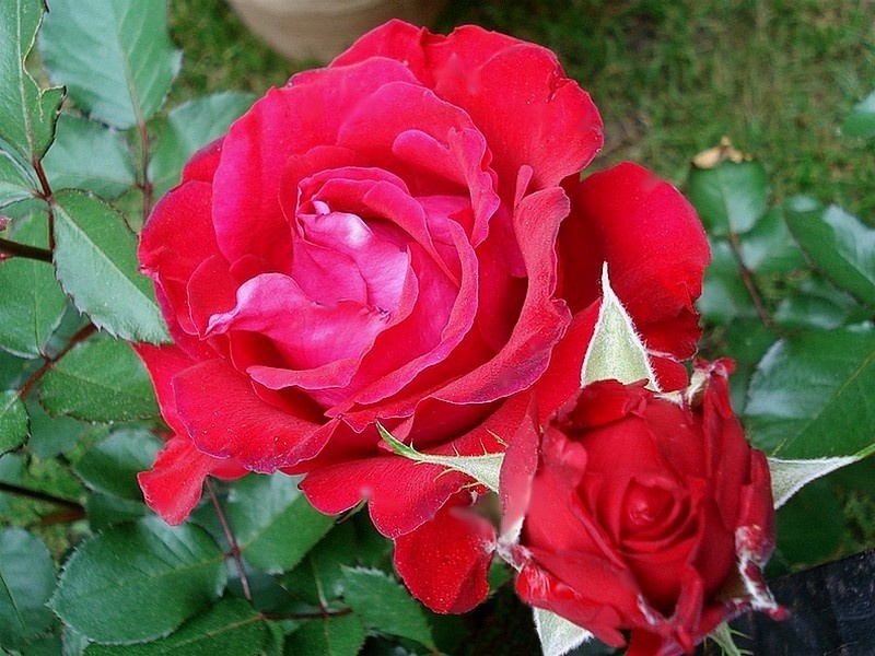 'Traumfrau ®' rose photo