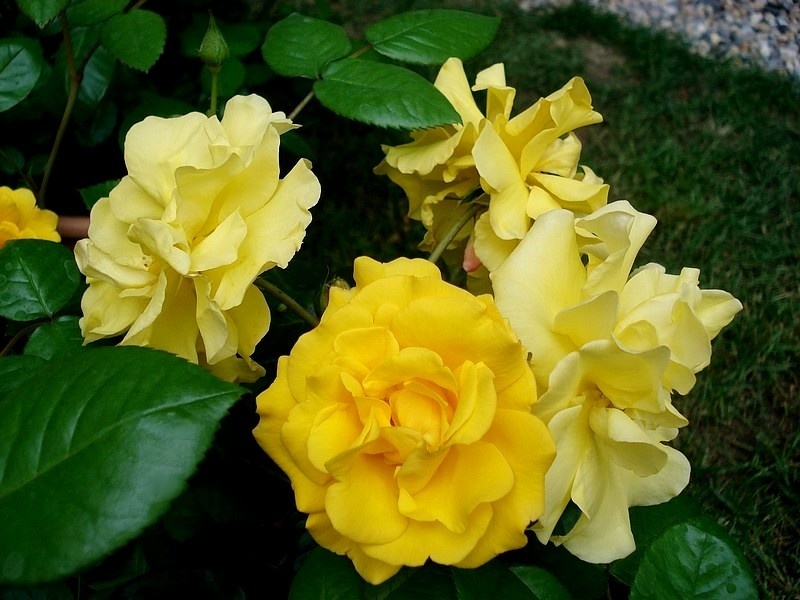'Stuttgardia ®' rose photo