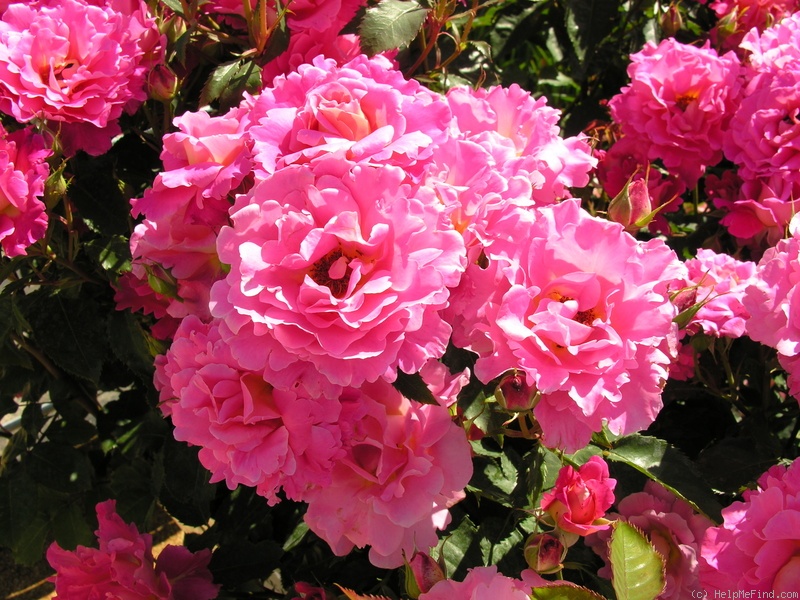'Belle de Clermont®' rose photo