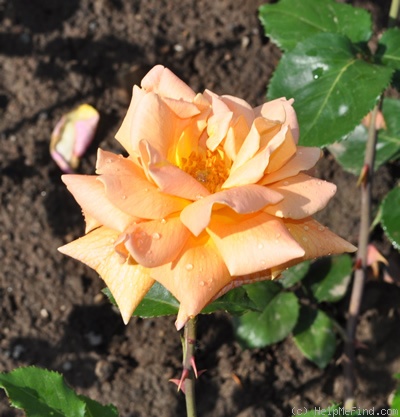 'Mevrouw G.A. van Rossem' rose photo