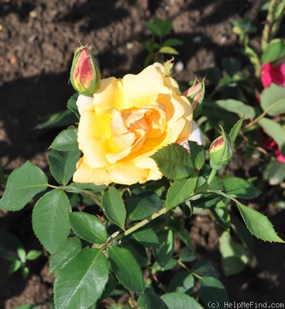 'Doris Trayler' rose photo