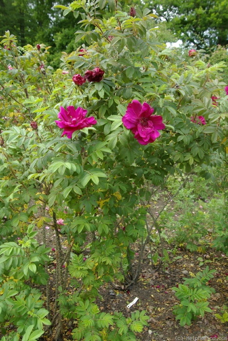 'Rotes Phaenomen' rose photo