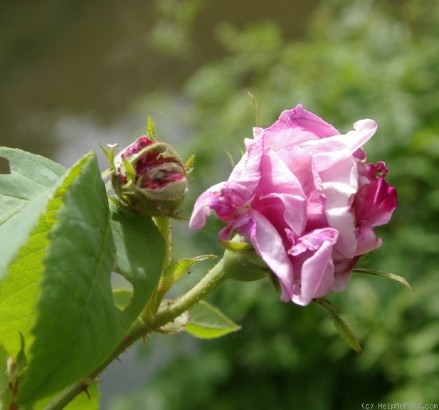 'Perle von Weissenstein' rose photo