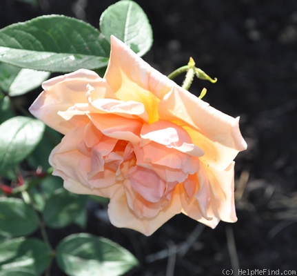 'Dilly's Wiederkehr' rose photo