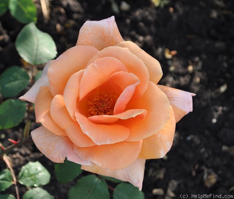'Beauté (hybrid tea, Mallerin, 1953)' rose photo