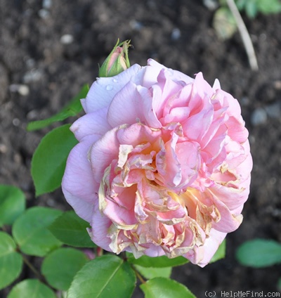 'Madame Jean Demeshayne' rose photo