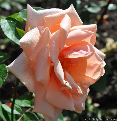 'Fru Gerda Helmuus' rose photo