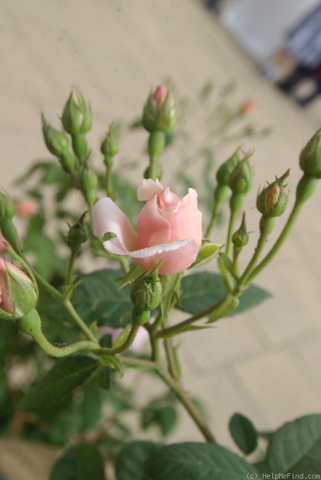 'Eilike ®' rose photo