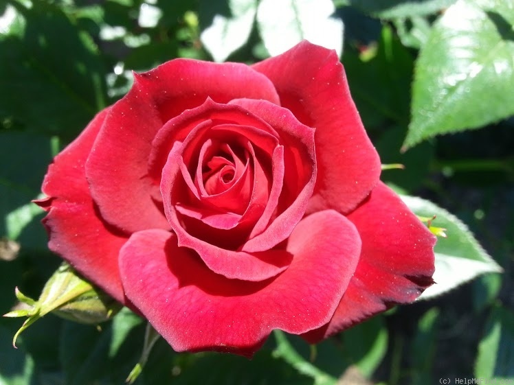 'Coffee Bean ™' rose photo