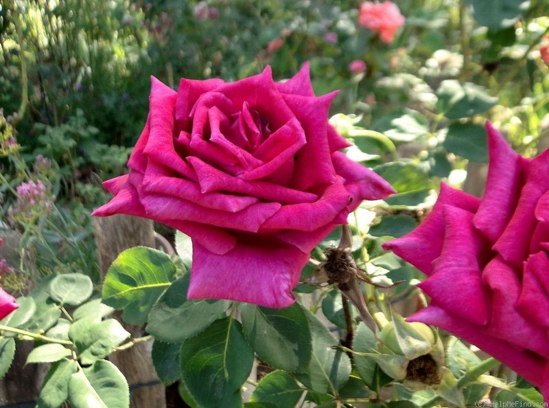 'American Dream ™' rose photo