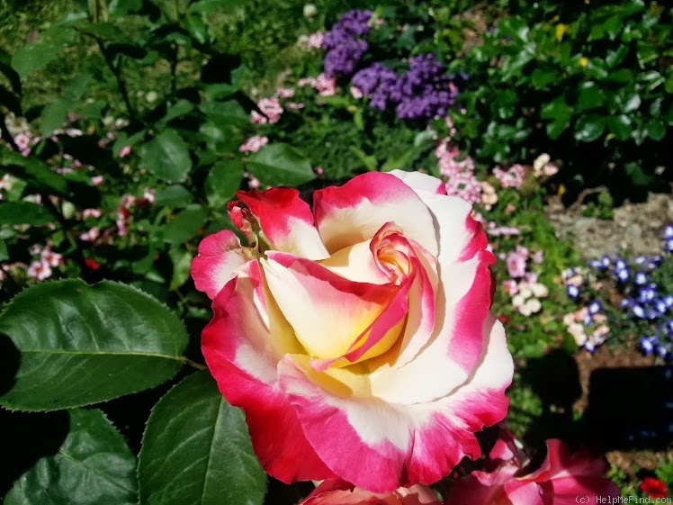 'Double Delight ®' rose photo