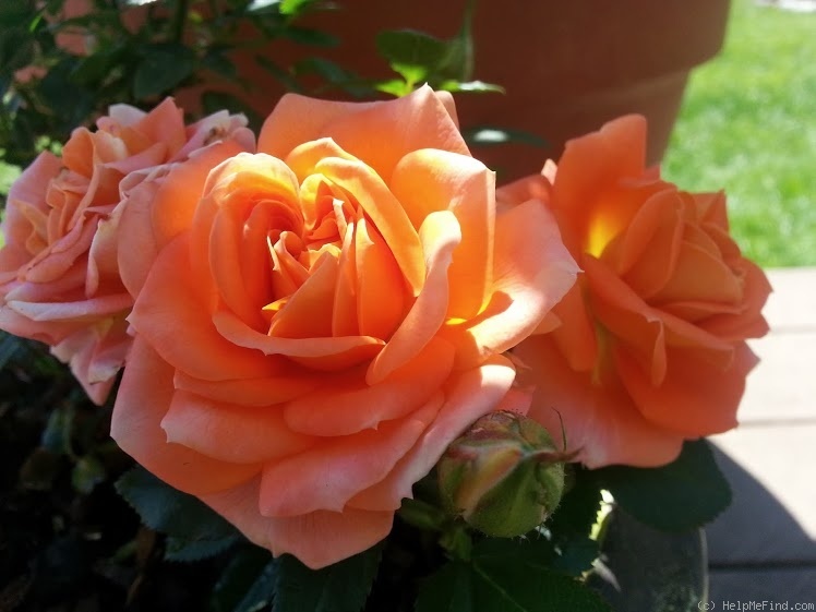 'Amber Sunblaze ®' rose photo